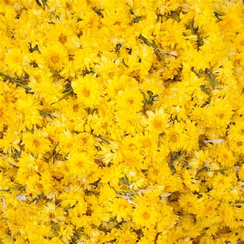 Premium Photo Background Of Many Yellow Flowers Without Stems