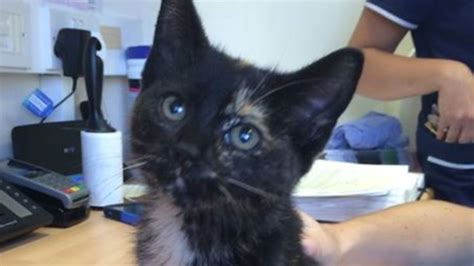 Stowaway Kitten Survives 200 Mile Trip From Cornwall To London Under Bonnet Of Car Itv News London