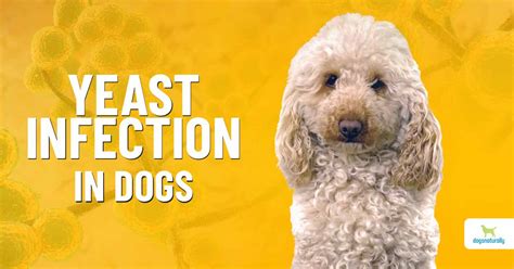 Can Lips Get Yeast Infection From Probiotics In Dogs