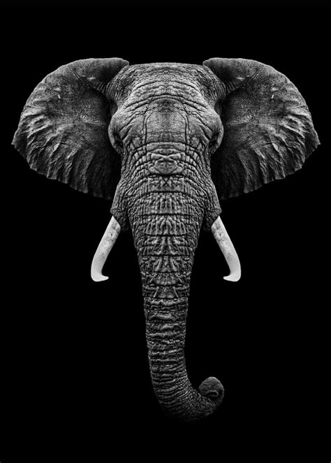 Elephant Head With Horns Poster By Mk Studio Displate Elephants