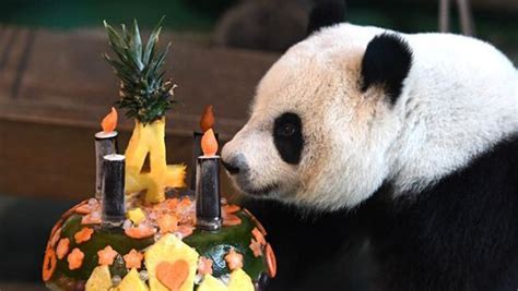 4th Birthday Of Giant Panda Yuan Zai Celebrated Cn