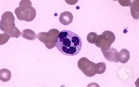 Neutrophils 2