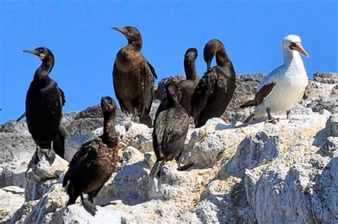 Seabirds And Shorebirds Channel Islands National Park Us National