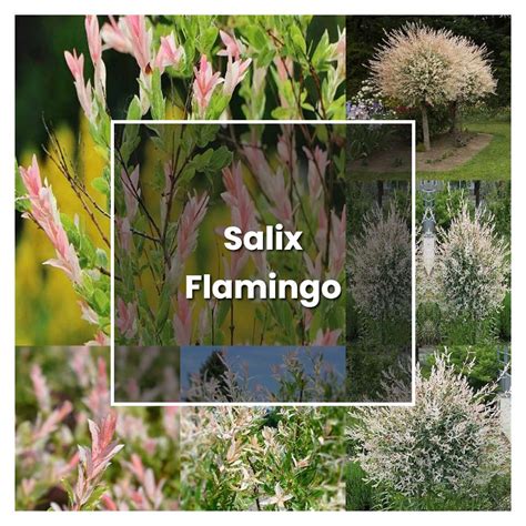 How To Grow Salix Flamingo Plant Care And Tips Norwichgardener