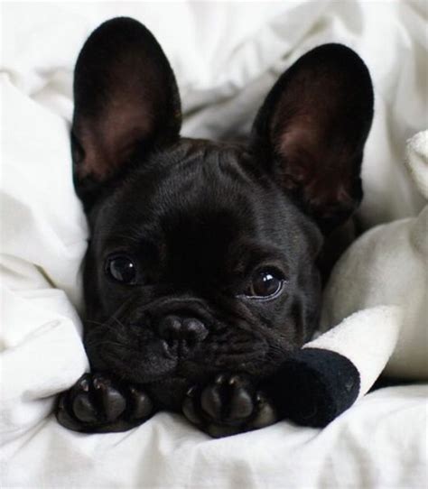 It was a tv character's name). 70 Female French Bulldog Names - The Paws