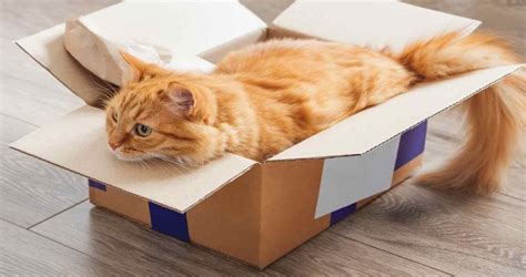 Why Do Cats Like Boxes 6 Reasons Cats Love Boxes We Love Cats And