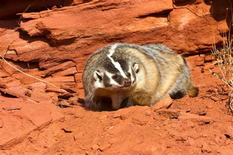 About American Badger Behavior Diet Characteristics And Facts