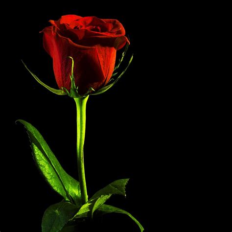 Romantic Single Red Rose Hd Wallpaper Kopler Mambu