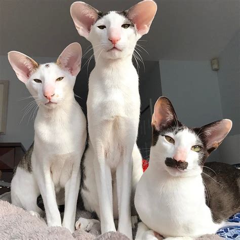 Oriental Shorthair Weird Cat Breeds Pets Lovers