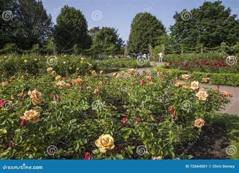 Rose Garden In Regents Park Editorial Photo Image Of Kingdom Europe