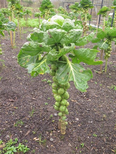 Growing Your Own Brussel Sprouts Agnet West