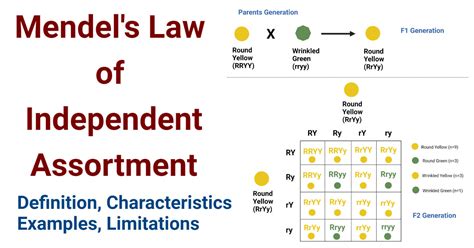 Exception To Law Of Independent Assortment