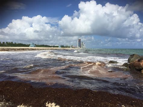 South Florida Scientist Says Appearance Of Red Tide In The Atlantic Is Not A Rare Occurence