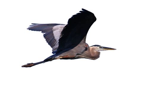Great Blue Heron Grey Heron Bird Cormorant Illustration Osprey Flying