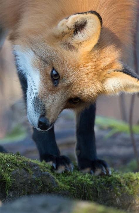 A Small Red Fox Standing On Top Of A Green Moss Covered Rock Area With