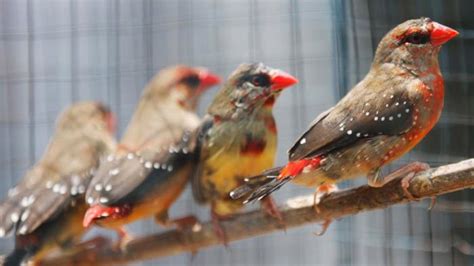 Paruh Burung Pemakan Biji Bijian - Informasi Kesehatan 2020