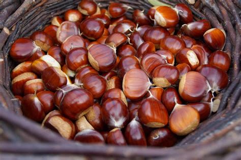 Cuántas Calorías Tiene Una Castaña Cuantas Calorias