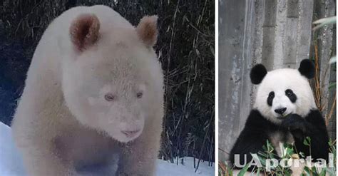 What The Worlds Only Albino Panda Looks Like The Chinese Panda Is