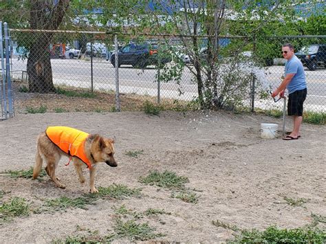 City Yards Off Leash Dog Park Penticton Bc The Dog Network