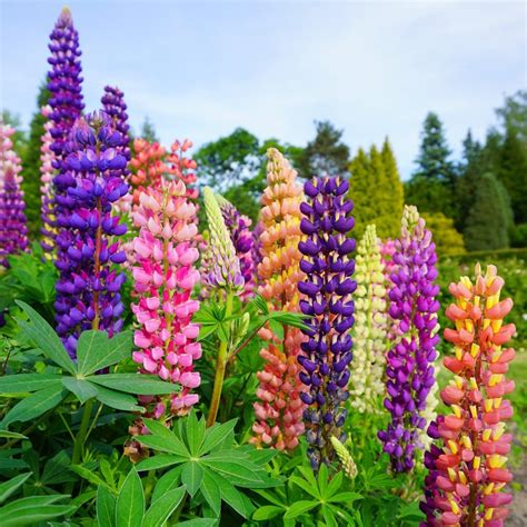Colored Mix Lupine Flower Seeds Annual Plant 10 Pcs Etsy