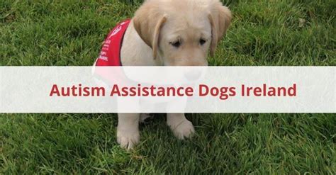 Even some people with autism claimed that their thinking processes are like an animal's. What Does Autism Assistance Dogs Ireland Do And How Can ...