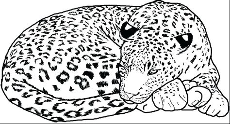 Baby Leopard Coloring Pages At Free Printable