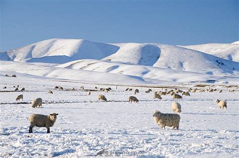 New Zealand Photos Winter Sheep Kiwiblog