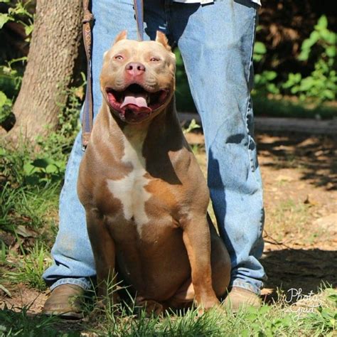 Bully Pitbulls Puppies For Sale Extreme Xl Xxl Tri Champagne Blue