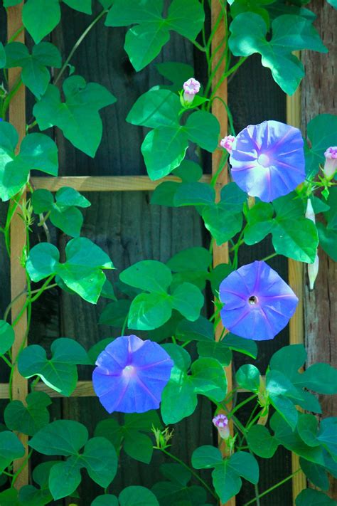 Perennial Morning Glories On Trellis In Backyard Morning Glory