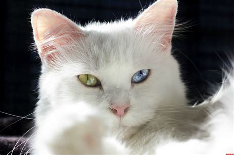 Cute Cats And Kittens Heterochromia Iridum Two Different