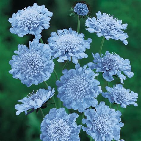 Fama Deep Blue Scabiosa Perennial Pincushion Flower Seeds Ph