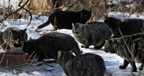 Are Feral Cats Becoming An Invasive Species