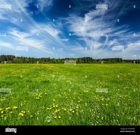 Alpine Meadow In Bavarian Alps Bavaria Germany Stock Photo Alamy