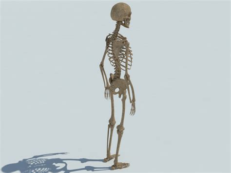 Skeleton Halloween 3d Model Realtime 3d Models World