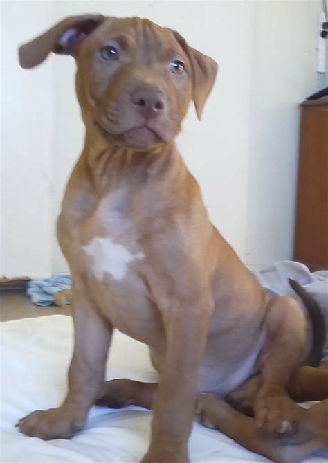 Purebred Red Nose Pit Bull Puppies