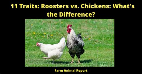 11 Traits Roosters Vs Chickens Vent Sexing Farm Animal Report