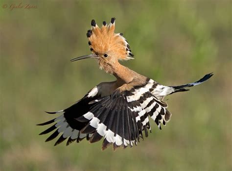 47 Best Hoopoe Bird Wood Hoopoe Birds Poupa Hoopoe Upupa Epops