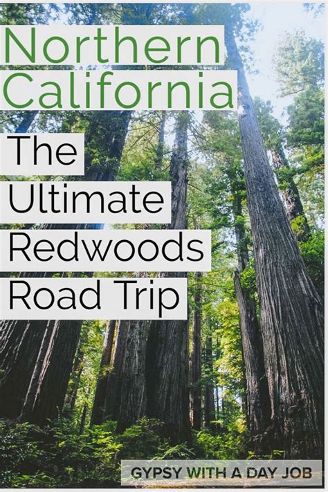 A Redwoods Road Trip Way More Than San Francisco To Redwoods National