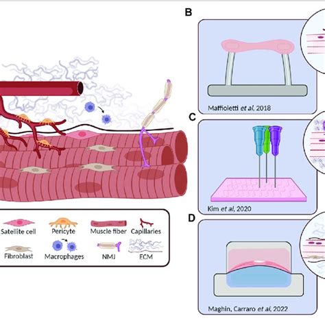 Skeletal Muscle Ecm Layers Structure Left And Schematic