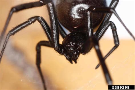 Black Widow Spider Latrodectus Mactans Araneae Theridiidae