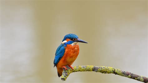 Blue And Red Kingfisher Bird On Branch 4k Hd Wallpapers Hd Wallpapers