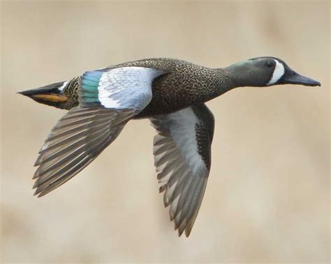 Teal Are Small Ducks Fast In Flight Flocks Twisting And Turning In