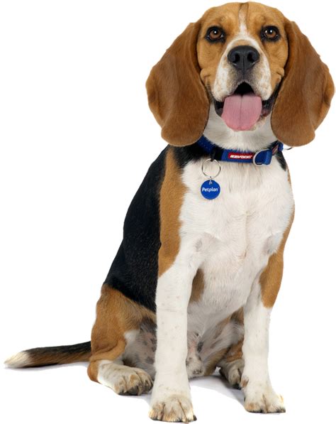 Beagle Temperament Lifespan Grooming Training Petplan