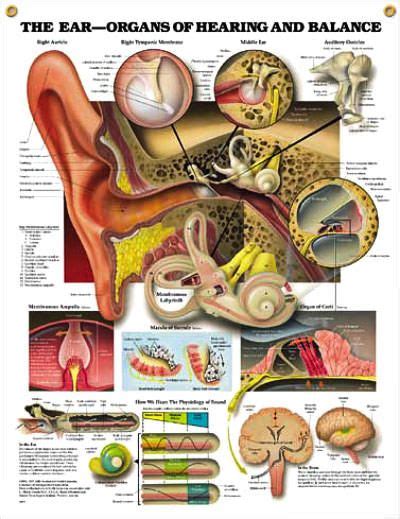 An organ is a group of tissues with similar functions. The Ear: Organs of Hearing and Balance Chart 20x26 | Ear ...