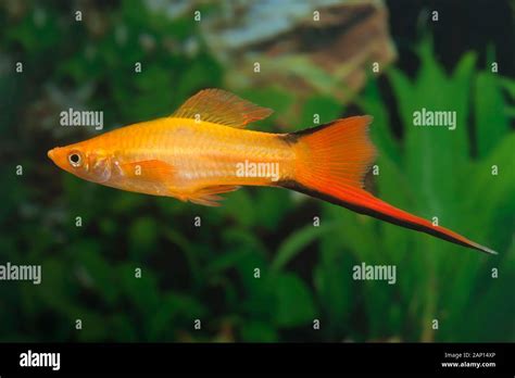 Swordtail Xiphophorus Helleri Komet Orange Single Fish In An