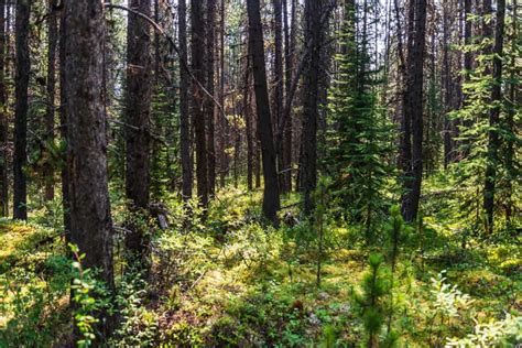 6 Different Types Of Forests In Alberta Naturenibble