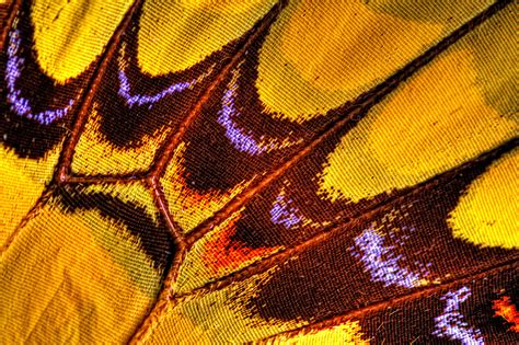 Close Up Of Butterfly Wings Butterfly Wings Butterfly Wings Pattern
