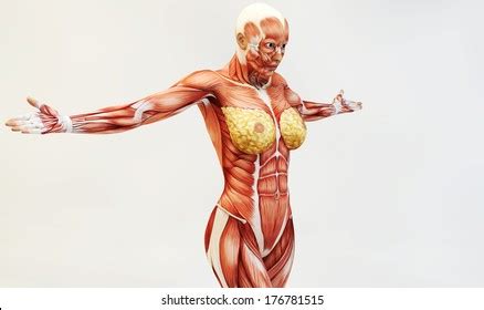 Broadly considered, human muscle—like the muscles of all vertebrates—is often divided into striated muscle, smooth. Female Muscle Anatomy Images, Stock Photos & Vectors ...