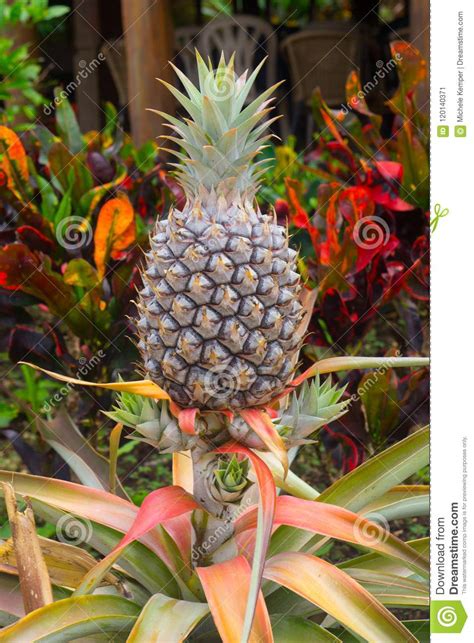 Pineapple Fruit In Tropical Garden Stock Image Image Of