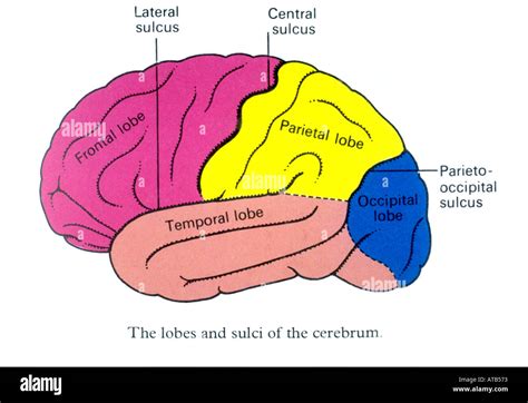 Brain Diagram Frontal Lobe Hi Res Stock Photography And Images Alamy